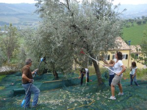 Die Oliven werden per Hand vom Baum gekämmt und auf darunter ausgebreiteten Netzen aufgefangen.