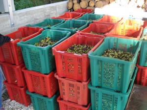 Die per Hand geernteten Oliven werden in Kisten gesammelt und möglichst kurz zwischengelagert.