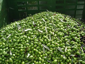 Grüne dicke Oliven von der Casa Cedri