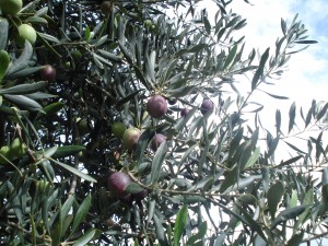 Die Oliven reifen naturbelassen bis zur optimalen Erntezeit Ende Oktober/Anfang November.