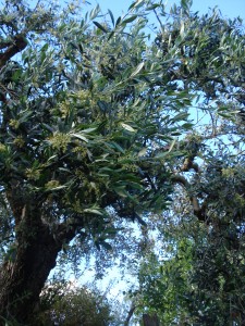 Dieser Olivenbaum steht Anfang Juni in voller Blüte.