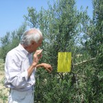 Bruno zeigt uns die gelbe Klebefalle für die Olivenfliege, la trappola gialla.