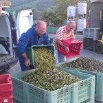 Michael, ein Agostini-Mitarbeiter und Giacomo, v. links, beim Umschütten der Oliven in große Behälter.