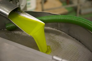 Frisches Olivenöl fließt aus der Presse