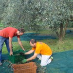 Tiziano, rechts, und sein Freund Benedetto sammeln die Oliven in luftdurchlässigen Körben