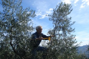 Mit seinen 70 Jahren klettert Bruno noch in die Olivenbäume!