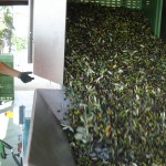 Tiziano schüttet seine Oliven in die Maschinen seiner Ölmühle.