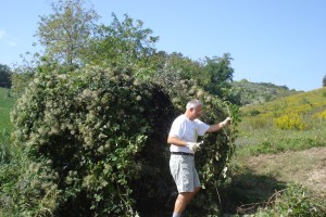 Michael befreit unseren Solitär-Olivenbaum von Schlingpflanzen und Brombeeren.