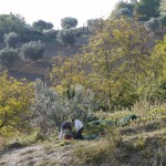 2010: Der selbe Baum noch ohne Gestrüpp, mit Giacomo und Pietro bei der Ernte.