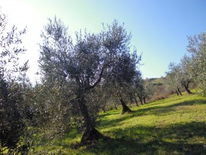 Unser Olivenhain sieht Anfang Januar so gar nicht nach Winter aus!