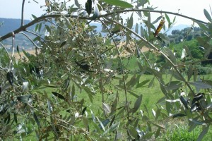 Mitte Juni: Die Olivenblüten sind verblüht, viele kleine und feste Oliven erblicken das Licht der Marken.
