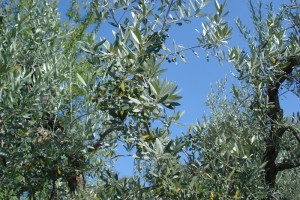 Unsere Oliven entwickeln sich sehr gut - wenn auch nicht allzu üppig.