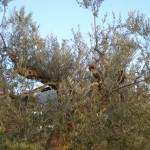 Verdiente Winterpause für unsere Olivenbäume