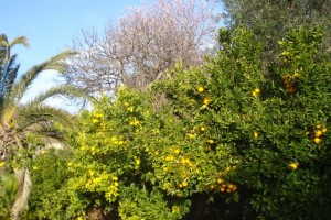 Zitronenbäume, darüber Mandeln und Oliven auf unserem Grundstück
