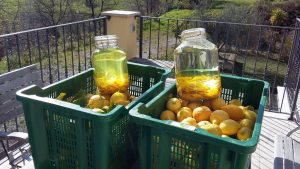 Die Zitronenschalen baden in Alkohol und werden Ostern zu Limoncello verarbeitet.