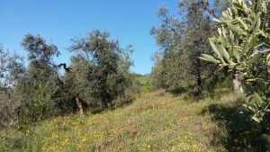 Nach dem Olivenbaumschnitt entwickeln sich die ersten Knospen.