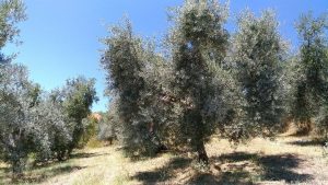 Ungewohnter Anblick: weiße Olivenbäume im Sommer.
