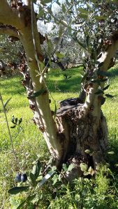 Sogar die neu aus diesem Olivenbaumstumpf wachsenden Äste tragen noch Anfang Dezember grüne und blaue Oliven!
