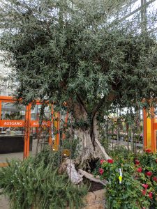 Olivenbaum: Schmuck in einer Erdinger Gärtnerei