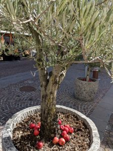 Olivenbaum im schönen Südtiroler Ort Neumarkt-Egna - mit Äpfeln, von denen wir auch reichlich haben!